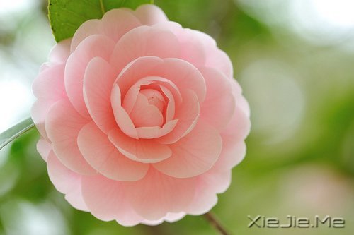 早安心语:淡然一切,往事如烟 (6)